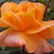 Super Trouper-Rose Picture of Super Trouper-Rose (7031)