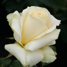 Sweet Breeze-Rose Picture of Sweet Breeze-Rose (5090)