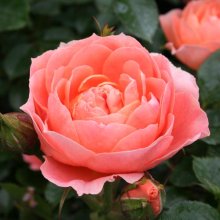 Sweet Dream Std 45cm-Rose Picture of Sweet Dream Std 45cm-Rose (5093)