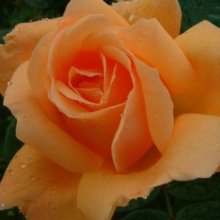 Sweet Perfume-Rose Picture of Sweet Perfume-Rose (5098)