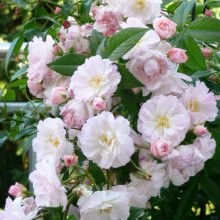 Picture of Sweet Siluetta Clg-Rose (30579)