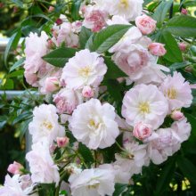 Picture of Sweet Siluetta Std Weeper 1.8m-Rose (30592)