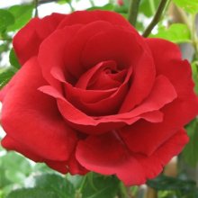 Sympathie Clg-Rose Picture of Sympathie Clg-Rose (5103)