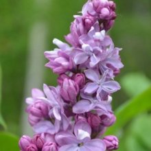 Picture of Syringa Alice Eastwood (5108)