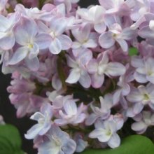 Picture of Syringa Belle de Nancy (5109)