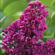 Picture of Syringa Charles Joly (11493)