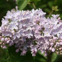 Picture of Syringa Clarkes Giant (6469)