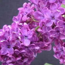 Picture of Syringa Congo (5110)