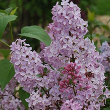 Picture of Syringa Edward Andrea (10549)