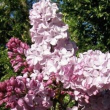Picture of Syringa Ester Stanley (6471)