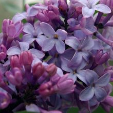 Picture of Syringa General Pershing (5111)