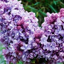 Picture of Syringa Katherine Havemeyer (5113)