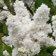 Syringa Mme Le Moine Picture of Syringa Mme Le Moine (5115)