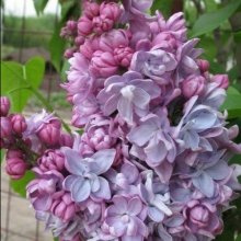 Syringa Olivier De Serres Picture of Syringa Olivier De Serres (5116)