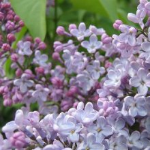 Syringa Pats Lilac Picture of Syringa Pats Lilac (11428)