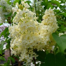 Syringa Primrose Picture of Syringa Primrose (9753)