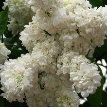 Syringa Princess Clementine Picture of Syringa Princess Clementine (6472)