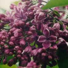 Syringa Purple Glory Picture of Syringa Purple Glory (9548)