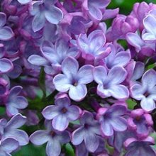 Syringa Ruhm Von Horstenstein Picture of Syringa Ruhm Von Horstenstein (5118)