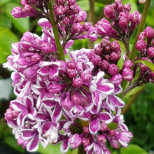 Syringa Sensation Picture of Syringa Sensation (5119)