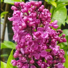 Syringa Souvenir de Louis Spaeth Picture of Syringa Souvenir de Louis Spaeth (5121)
