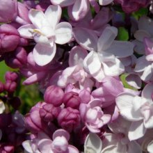 Syringa Sweetheart Picture of Syringa Sweetheart (5122)