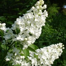 Syringa Vulgaris Alba Picture of Syringa Vulgaris Alba (9546)