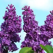 Syringa Vulgaris Congo Picture of Syringa Vulgaris Congo (29434)