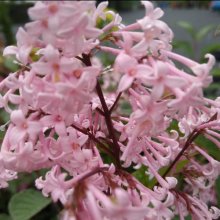 Picture of Syringa Josiflexa Bellicent (29740)