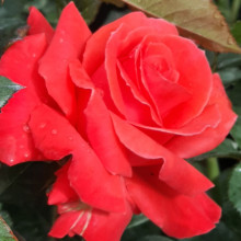 Tabasco Std 80cm-Rose Picture of Tabasco Std 80cm-Rose (29028)