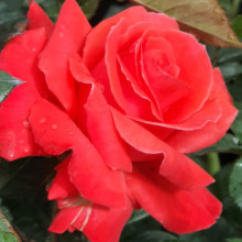 Tabasco-Rose Picture of Tabasco-Rose (12006)