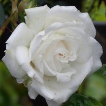 Picture of Taffeta Clg-Rose (5124)
