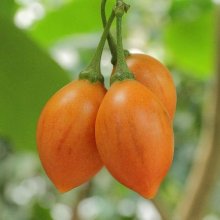Picture of Tamarillo Bold Gold (12037)