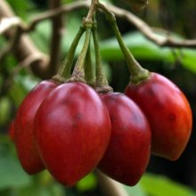 Picture of Tamarillo Lairds Large Red (7434)