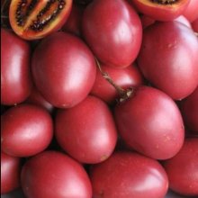 Picture of Tamarillo Tango (12039)