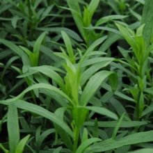 Tarragon French Picture of Tarragon French (2055)