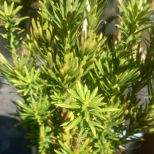 Taxus Cephalotaxus Harringtonia Picture of Taxus Cephalotaxus Harringtonia (7503)