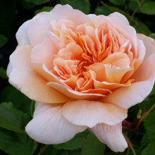 Tea Clipper-Rose Picture of Tea Clipper-Rose (5864)
