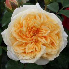 Picture of Teasing Georgia Clg-Rose (5145)