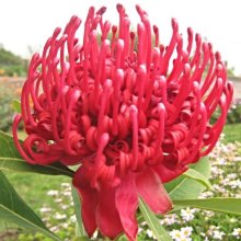 Telopea Red Embers Picture of Telopea Red Embers (10944)