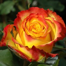 Tequila Sunrise Std 80cm-Rose Picture of Tequila Sunrise Std 80cm-Rose (5149)