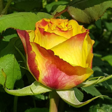 Tequila Sunrise-Rose Picture of Tequila Sunrise-Rose (5148)