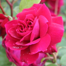 Tess of the D Urbervilles-Rose Picture of Tess of the D Urbervilles-Rose (5151)