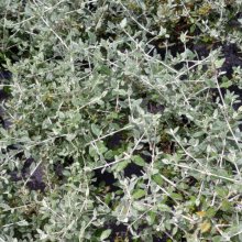 Teucrium Fruticans Picture of Teucrium Fruticans (5153)