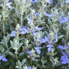 Teucrium Silver Box Picture of Teucrium Silver Box (11853)