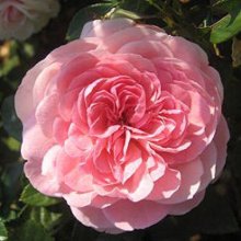 Thank You-Rose Picture of Thank You-Rose (5160)