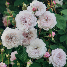 The Albrighton Rambler -Rose Picture of The Albrighton Rambler -Rose (30593)