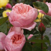The Alnwick Rose-Rose Picture of The Alnwick Rose-Rose (5163)