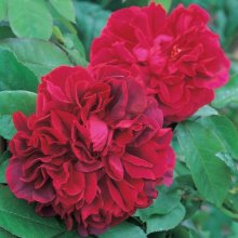 Picture of The Dark Lady-Rose (5166)