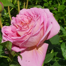 The Endeavour Std 80cm-Rose Picture of The Endeavour Std 80cm-Rose (6333)